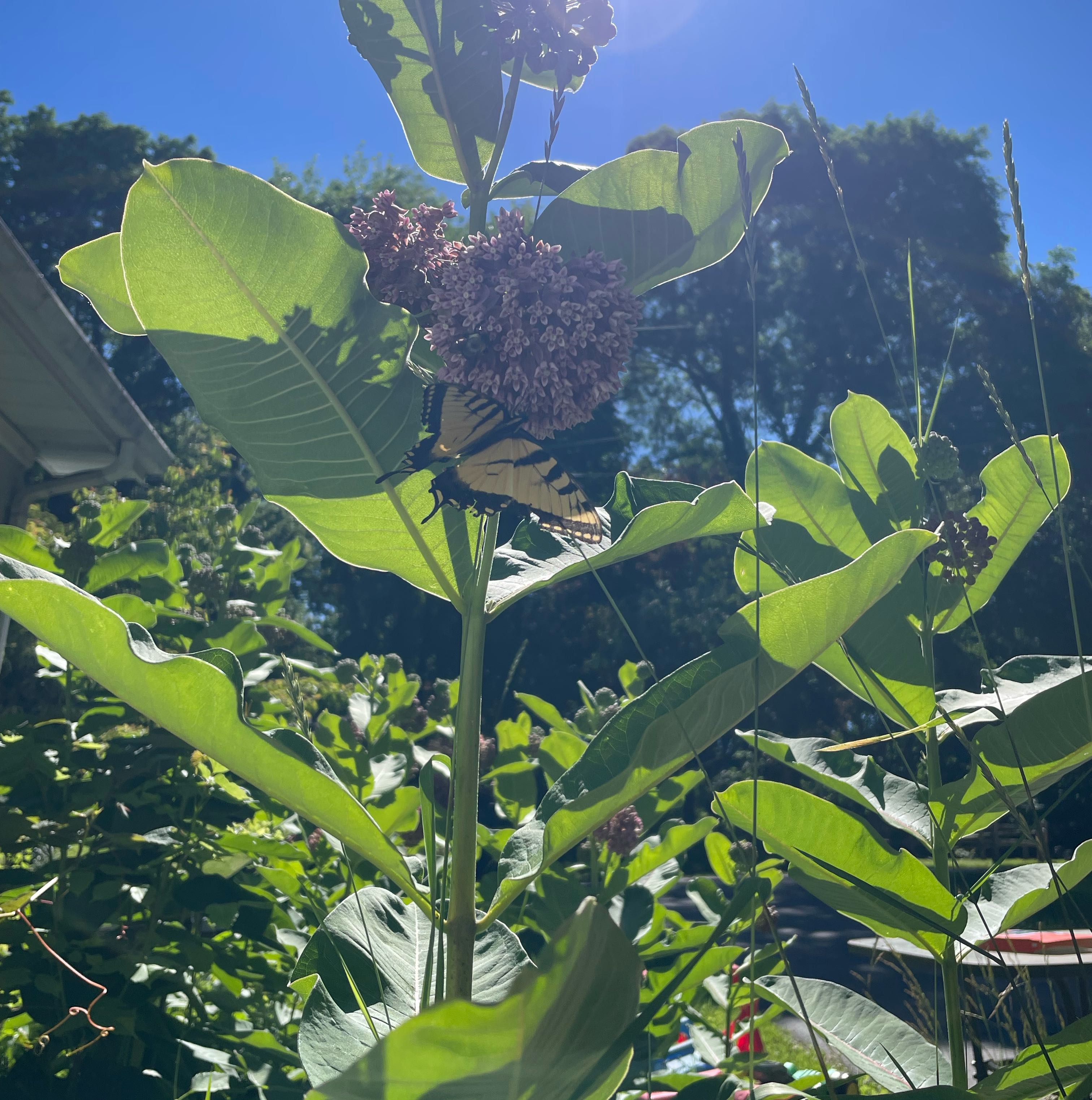 Photo of the plant species Common Milkweed by @Culverslover named Navajo on Greg, the plant care app