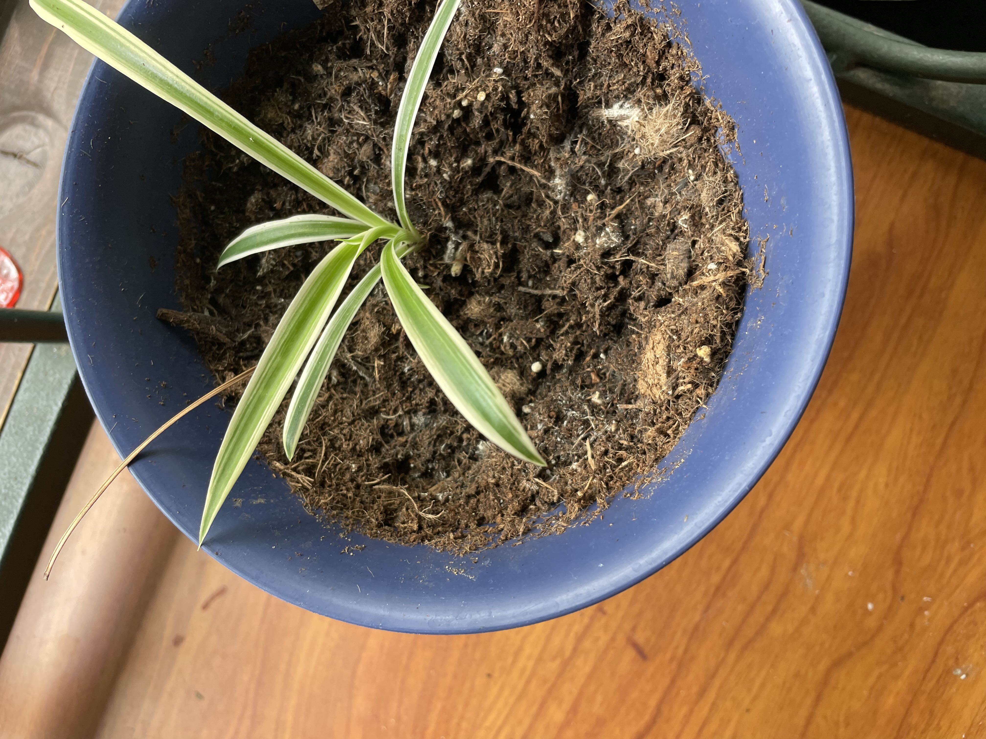 Photo from the post
