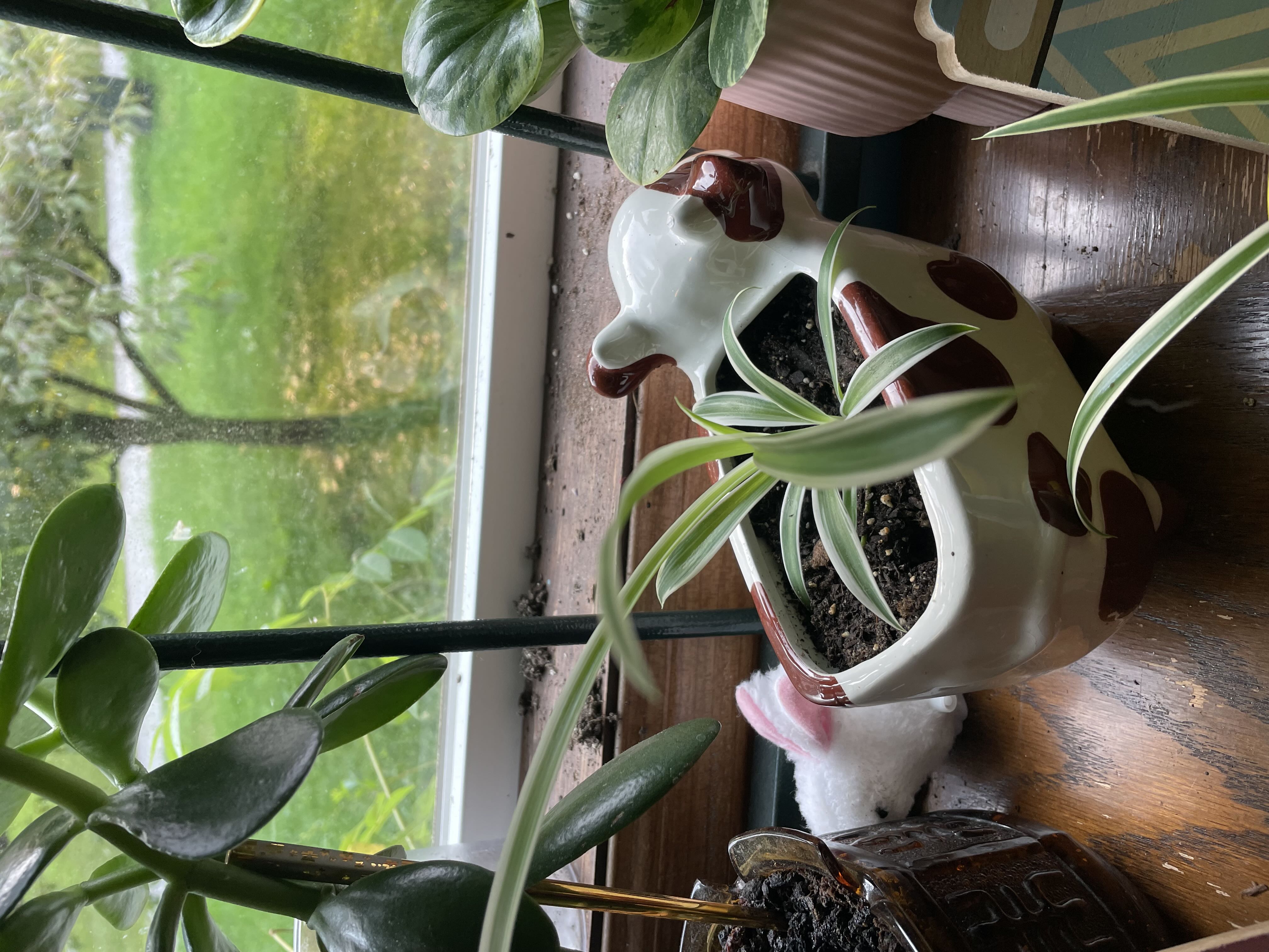 Photo from the post
