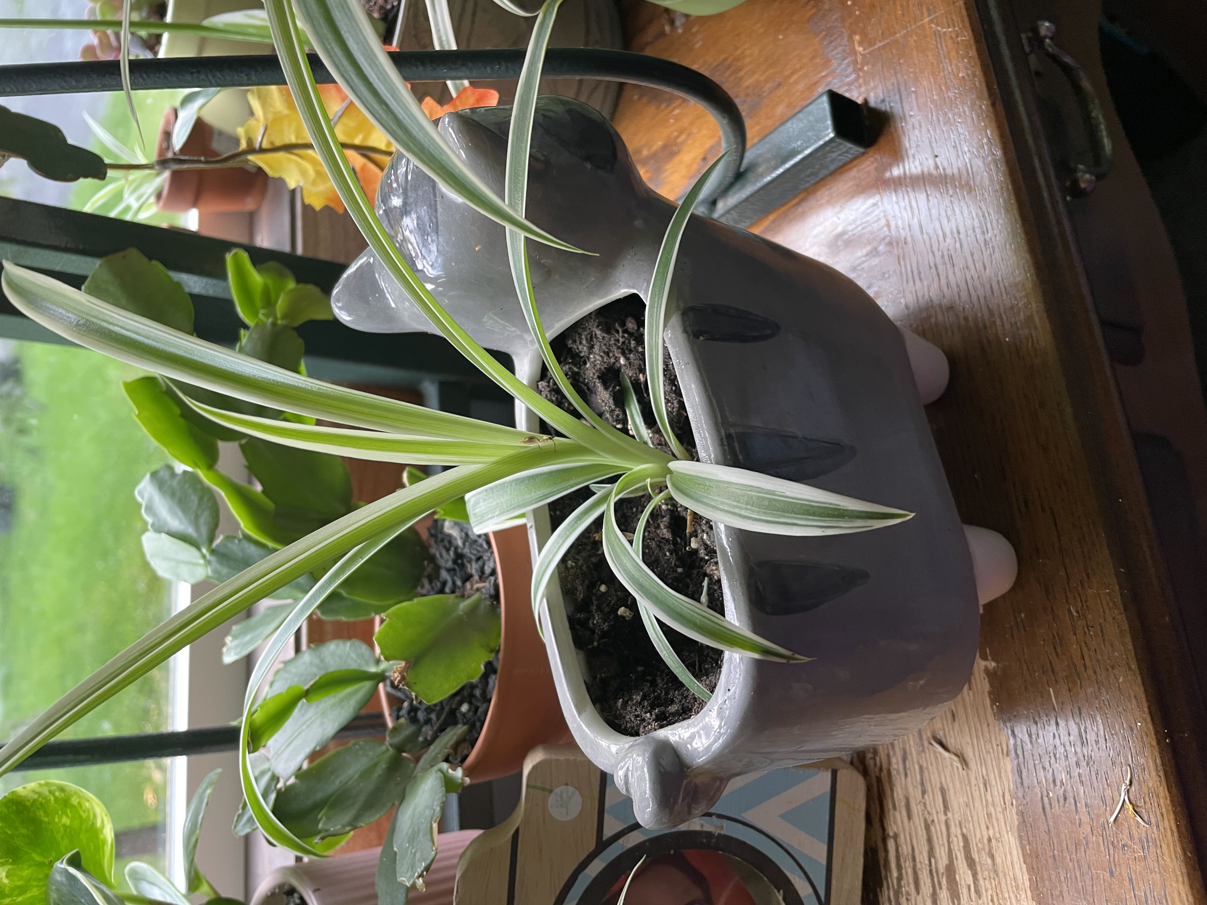 Photo from the post