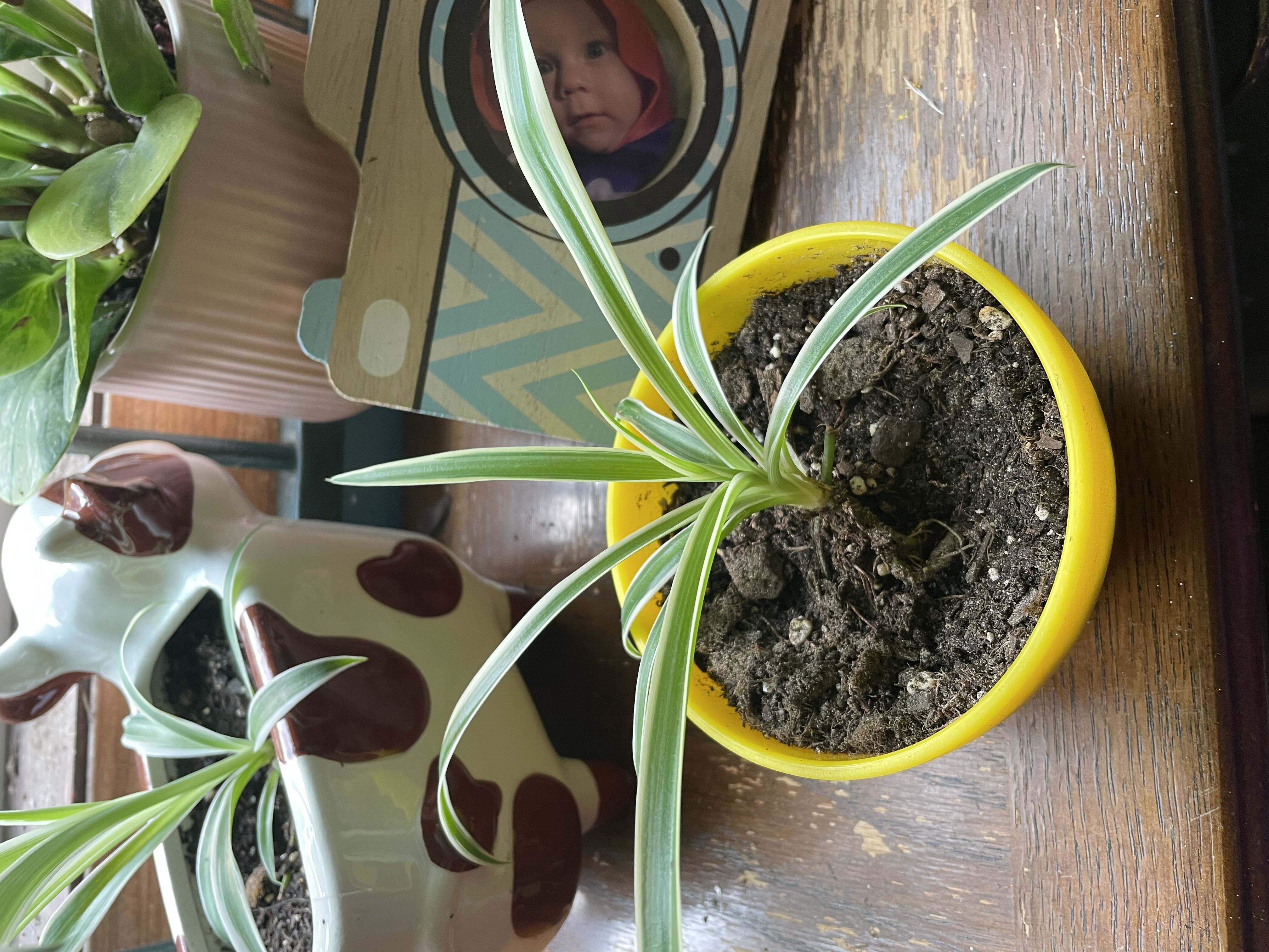 Photo from the post