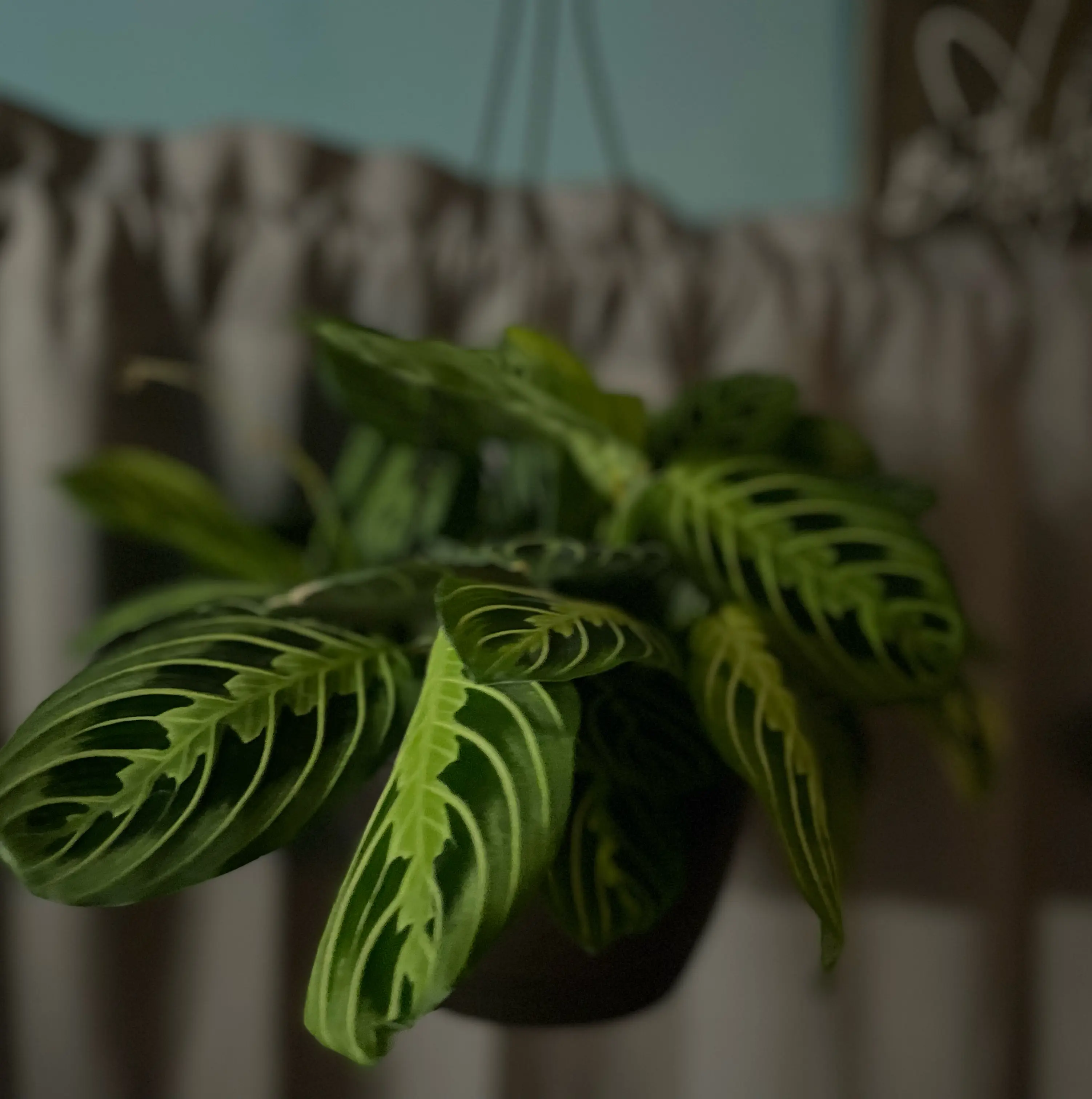 Photo of the plant species Marisela Prayer Plant by @Culverslover named Castiel on Greg, the plant care app