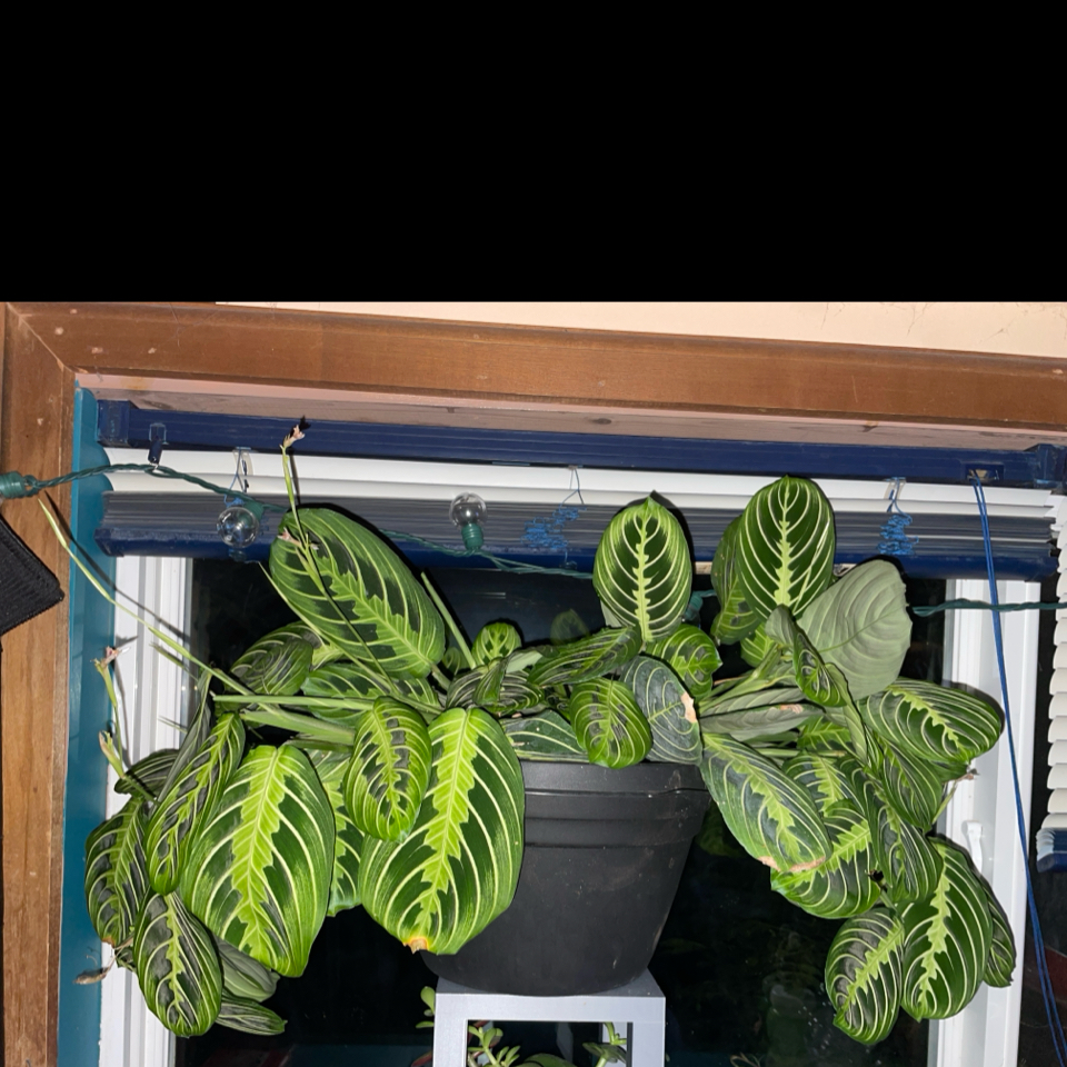 Photo of the plant species Marisela Prayer Plant by @Culverslover named Castiel on Greg, the plant care app