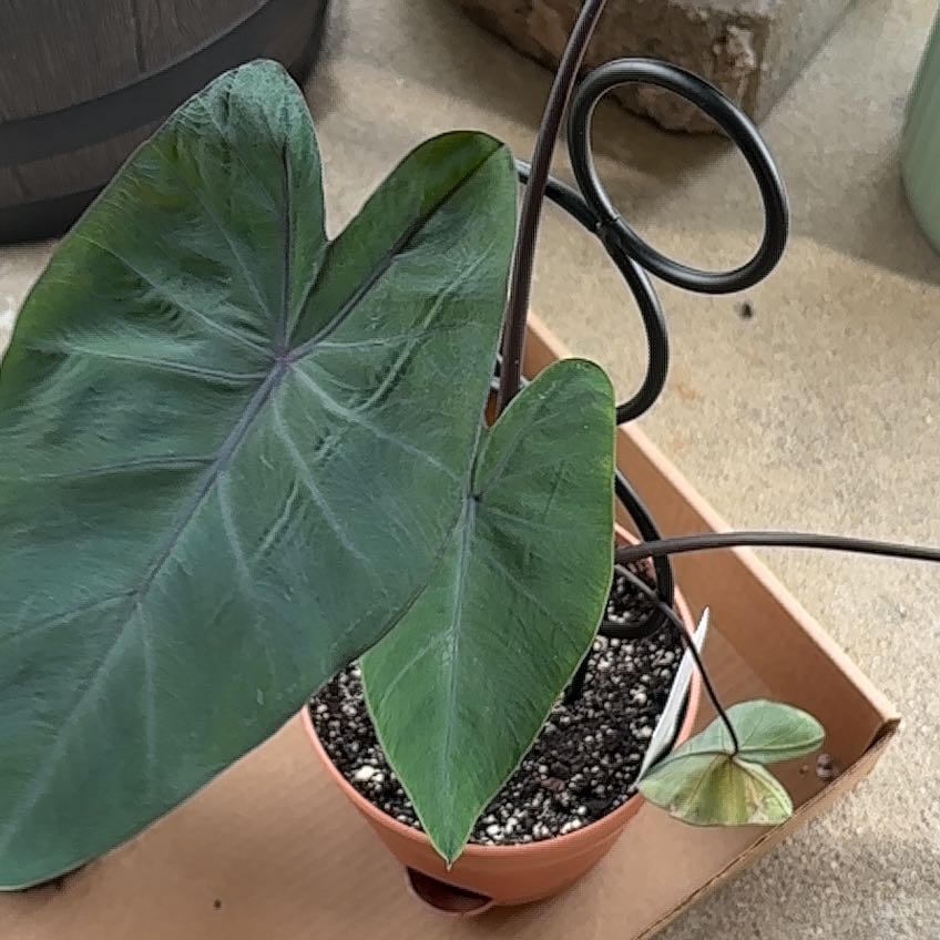 Photo of the plant species Taro by @HeroFlax13 named Sahara on Greg, the plant care app