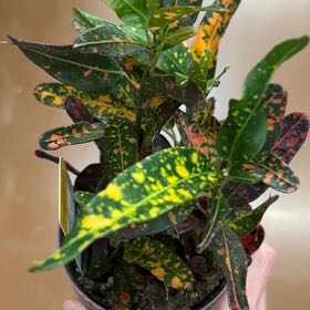 Photo of the plant species Bush on Fire Croton by @HeroFlax13 named da Vinci on Greg, the plant care app