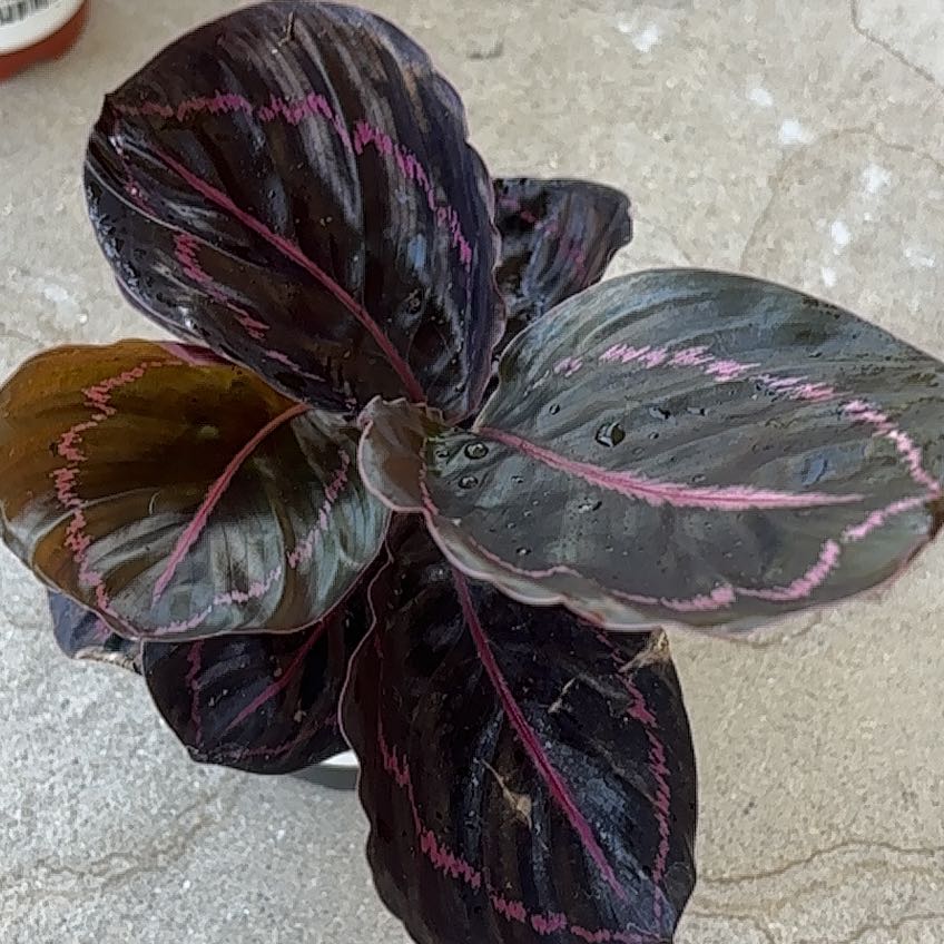Photo of the plant species Calathea Dottie by @HeroFlax13 named Cleopatra on Greg, the plant care app