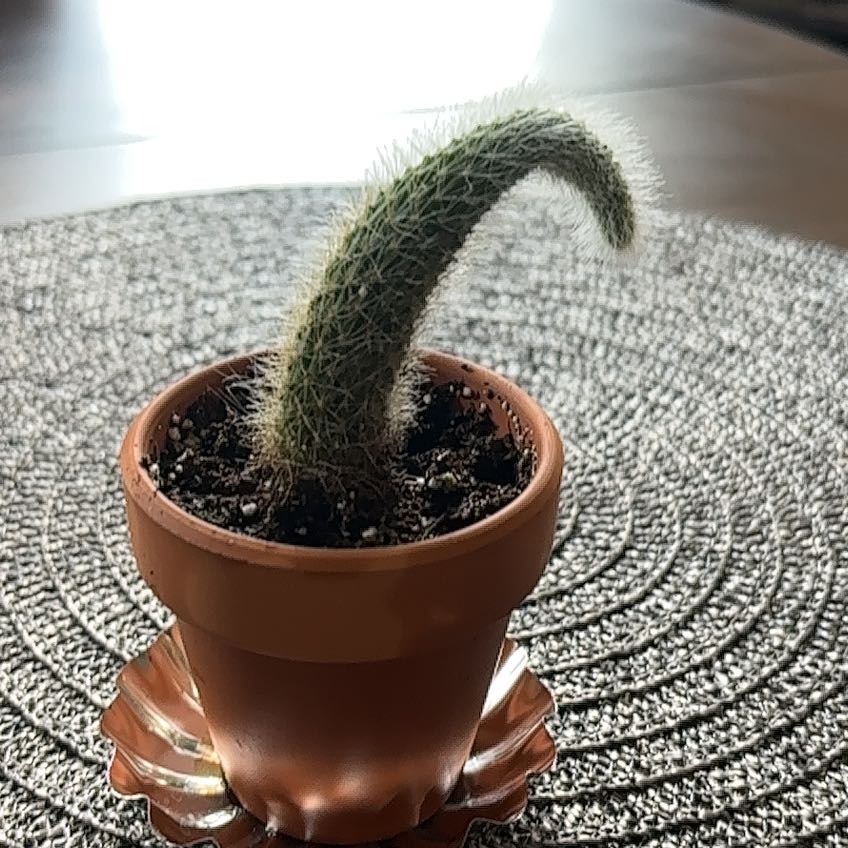 Photo of the plant species Monkey Tail Cactus by @HeroFlax13 named James Dean on Greg, the plant care app