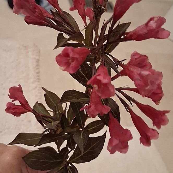 Photo of the plant species Blood Sage by @BigCat67 named Aria on Greg, the plant care app
