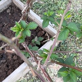 Photo of the plant species Armenian Blackberry by @FunJavamoss66 named Xena on Greg, the plant care app