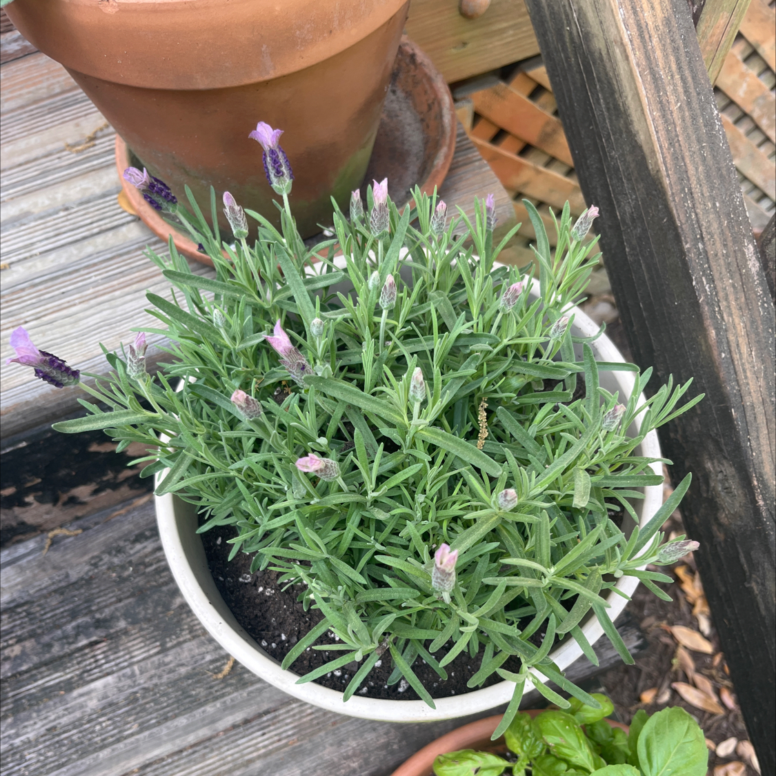 Photo of the plant species Spanish Lavendar by @PoetHopsage90 named Treeyoncé on Greg, the plant care app