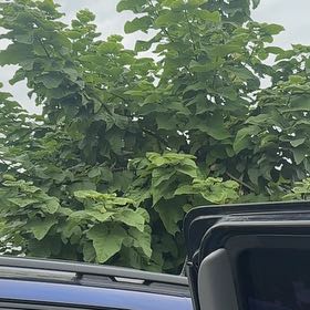 Photo of the plant species Catalpa by @TidyMiro21 named Surya on Greg, the plant care app