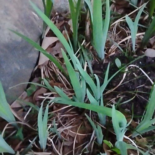 Photo of the plant species Prairie Lily by @SubstantRedash named Surya on Greg, the plant care app