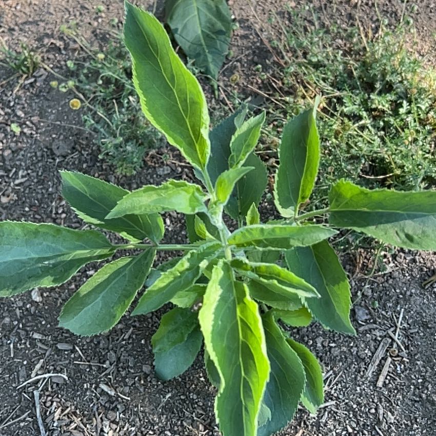 Photo of the plant species Black Elderberry by @SweetHemlock15 named Bella on Greg, the plant care app