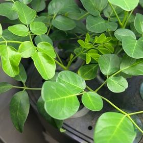 Photo of the plant species Benzoil Tree by @SweetHemlock15 named Gates on Greg, the plant care app
