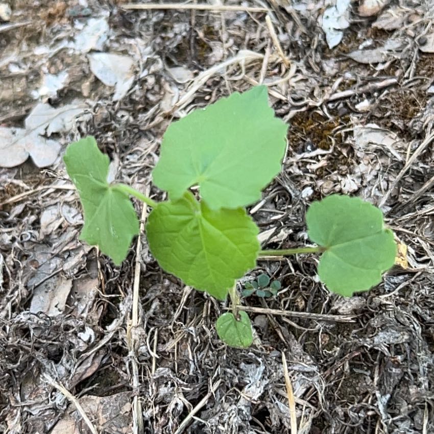 Photo of the plant species Fetid Passionflower by @SweetHemlock15 named Walt on Greg, the plant care app