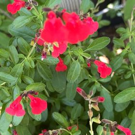 Photo of the plant species Autumn Sage by @SweetHemlock15 named Emerson on Greg, the plant care app