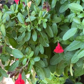 Photo of the plant species Autumn Sage by @SweetHemlock15 named Darwin on Greg, the plant care app