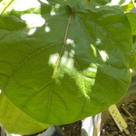 Photo of the plant species Tamarillo by @SweetHemlock15 named Coco on Greg, the plant care app