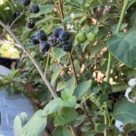Photo of the plant species American Black Nightshade by @SweetHemlock15 named Rosa on Greg, the plant care app