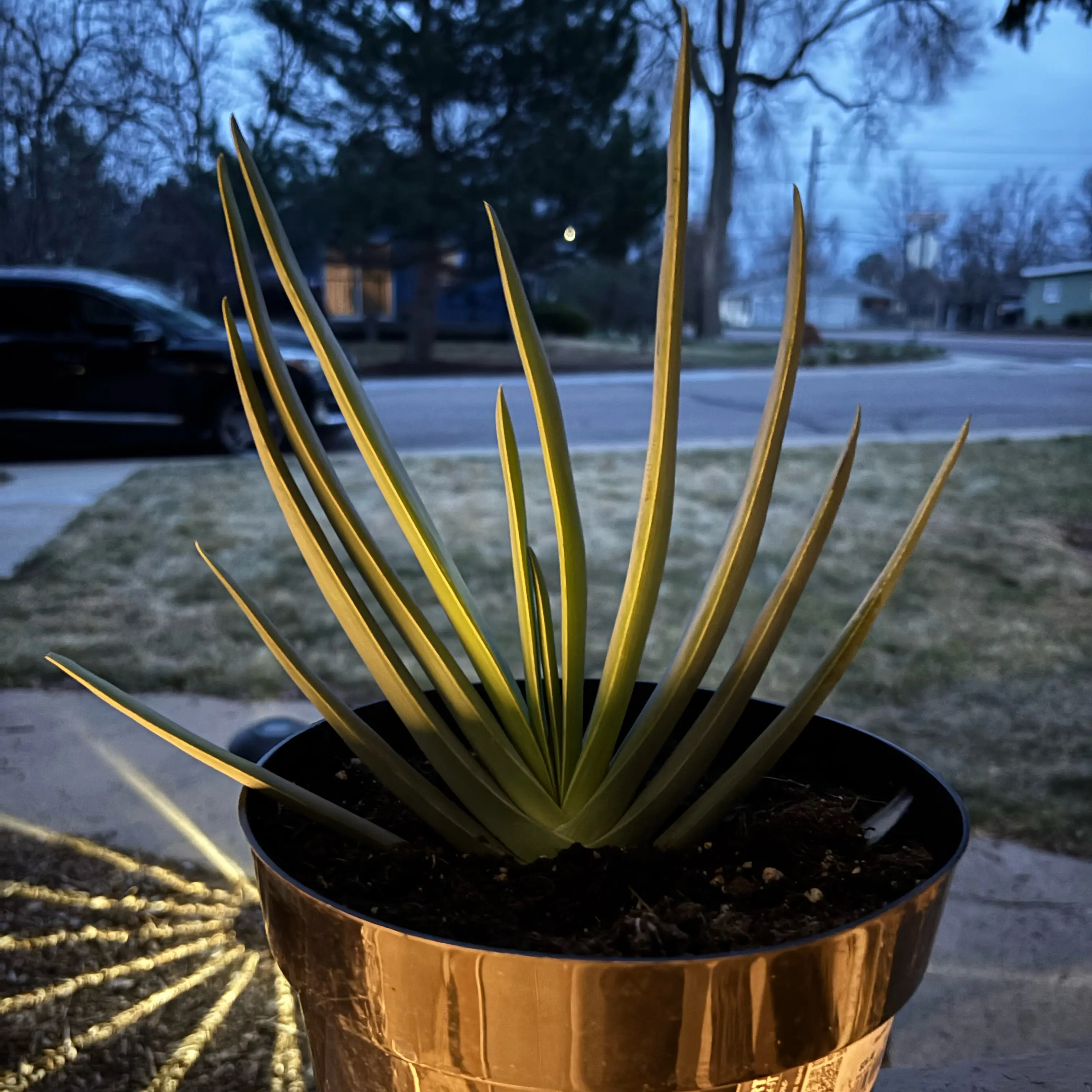 Photo of the plant species Fan Aloe by @RegalTexasplume named Maya on Greg, the plant care app
