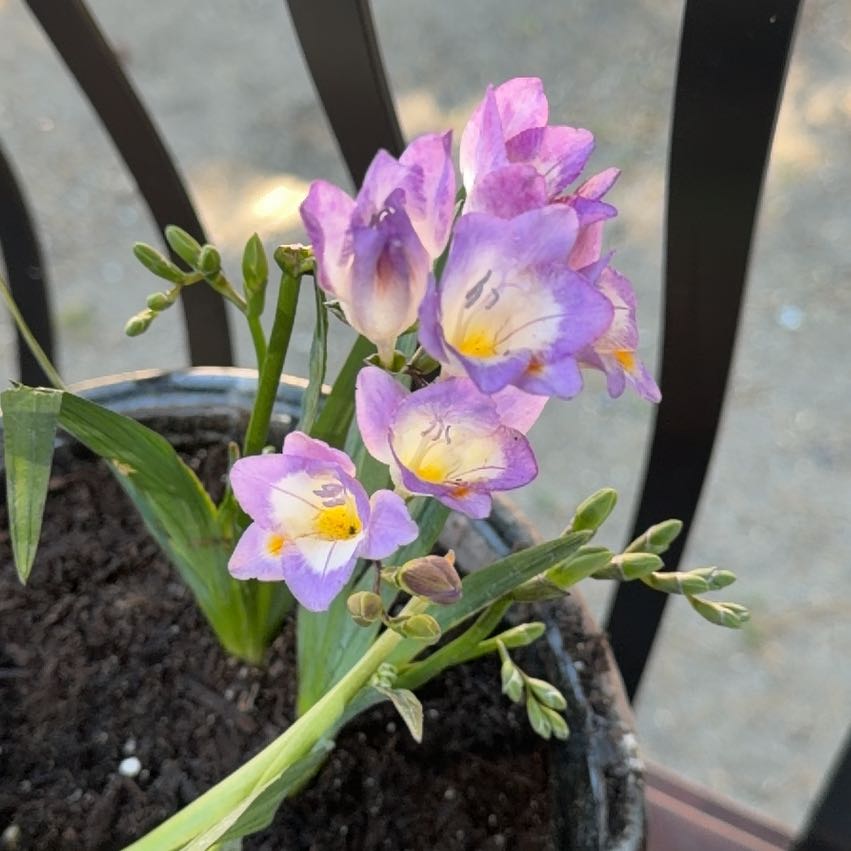 Photo of the plant species Common Freesia by @AdeptOakfern7 named Taylor Swift on Greg, the plant care app