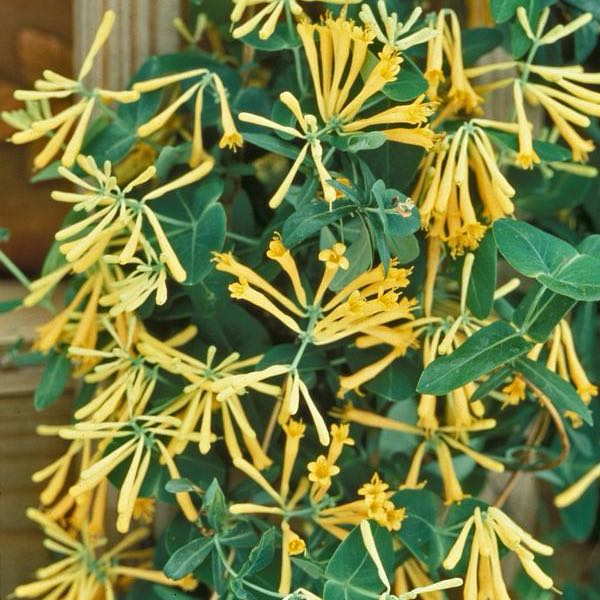 Photo of the plant species Yellow Trumpet Honeysuckle by @AdeptOakfern7 named Harry on Greg, the plant care app