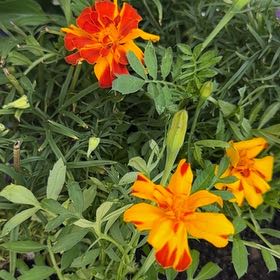 Photo of the plant species French Marigold by @AttentiveHoya10 named Sherlock on Greg, the plant care app