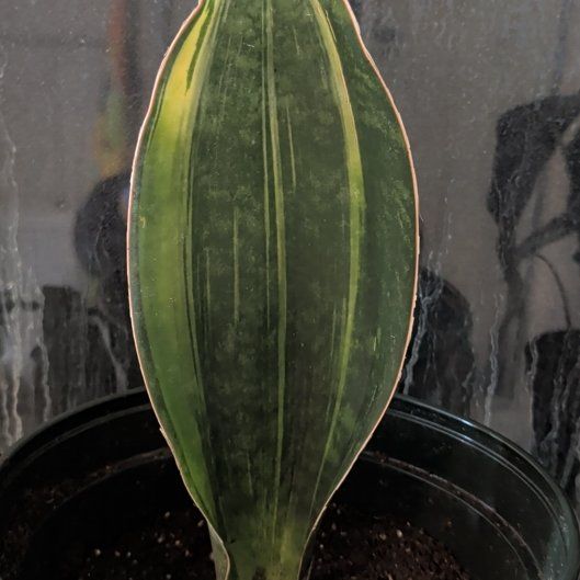 Photo of the plant species Variegated Whale Fin by @EquableBlue32 named Denali on Greg, the plant care app