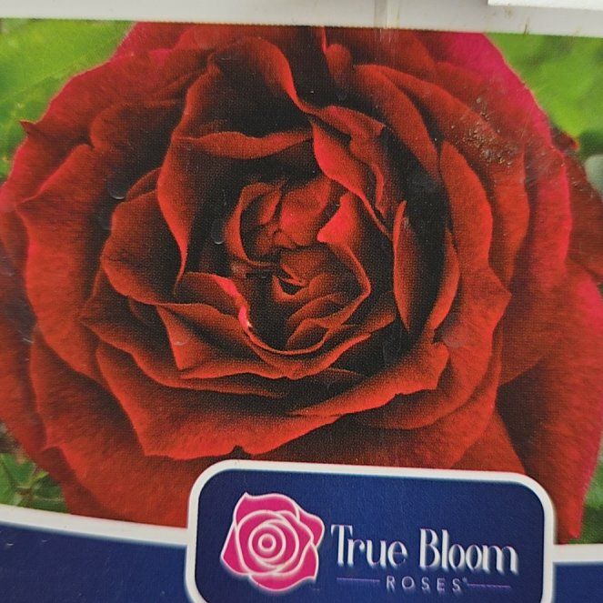 Photo of the plant species True Spirit by @BullishWavycap7 named Luna on Greg, the plant care app