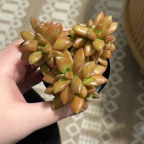 Photo of the plant species Sedum adolphi 'Gold Dust' by @GoodyComet48 named Elle on Greg, the plant care app