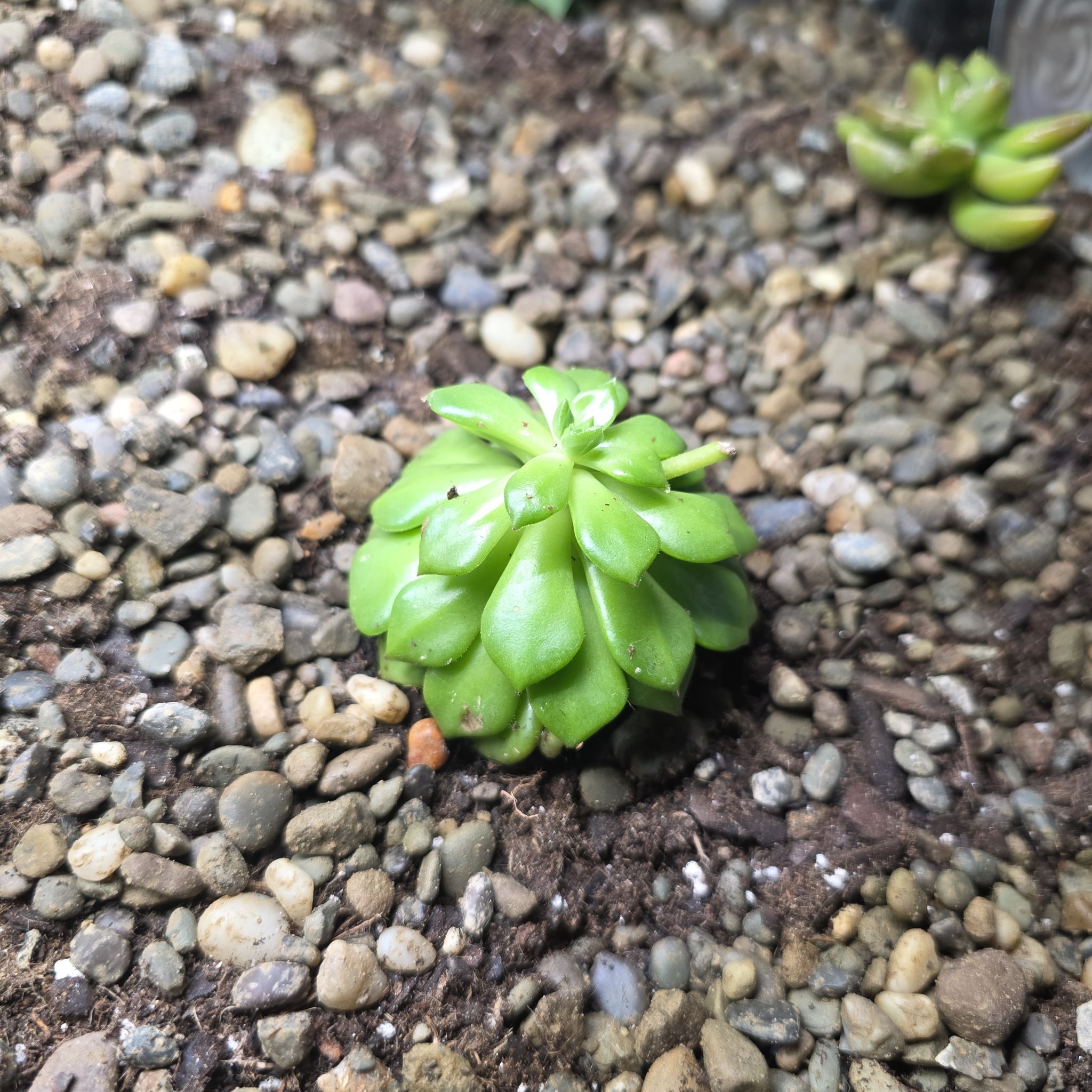 Photo of the plant species Sedeveria 'Letizia' by @PeppyWildyam43 named Darwin on Greg, the plant care app