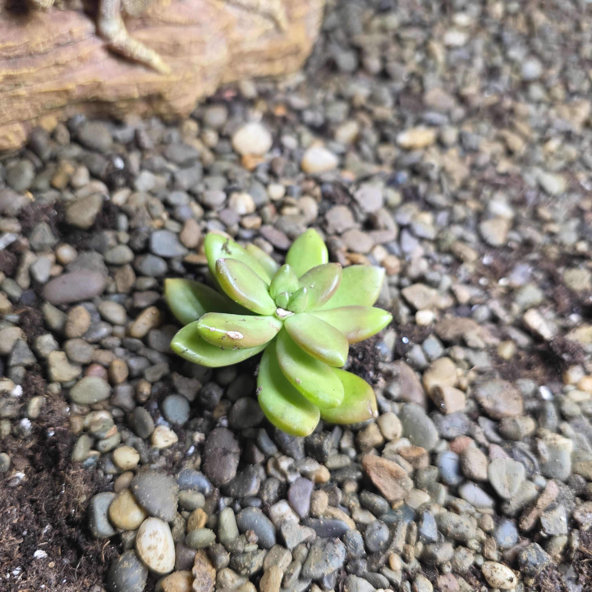 Photo of the plant species Sedum adolphi 'Sunstorm' by @PeppyWildyam43 named Aria on Greg, the plant care app