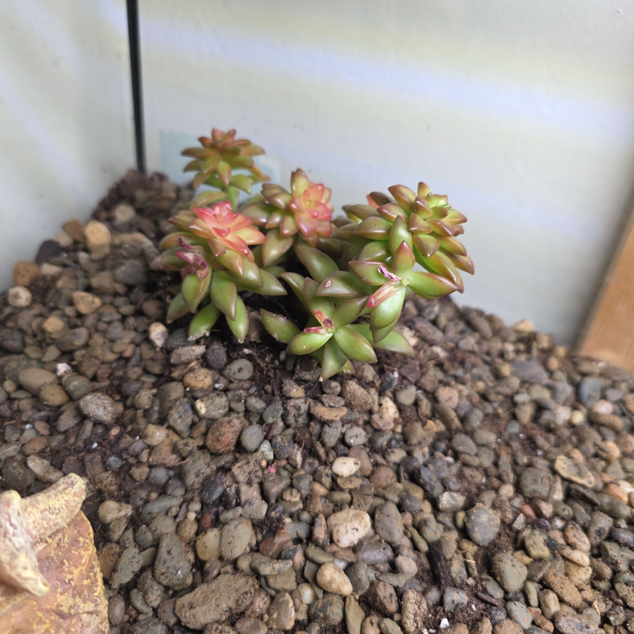 Photo of the plant species Sedum adolphi 'Shooting Stars' by @PeppyWildyam43 named Sanders on Greg, the plant care app