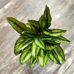 Calathea 'Beauty Star' plant photo by @Rlane927 named Your plant on Greg, the plant care app.