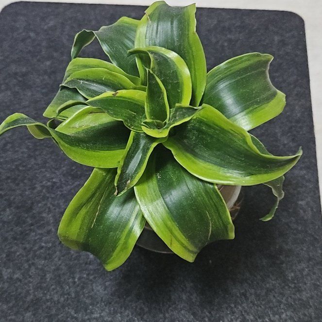 Photo of the plant species Draceana Tornado by @EarthyLilliput7 named Kardashian on Greg, the plant care app