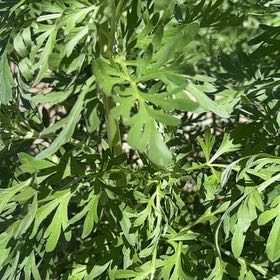 Photo of the plant species Absinth Sagewort by @ModestKaroorose named Mando on Greg, the plant care app