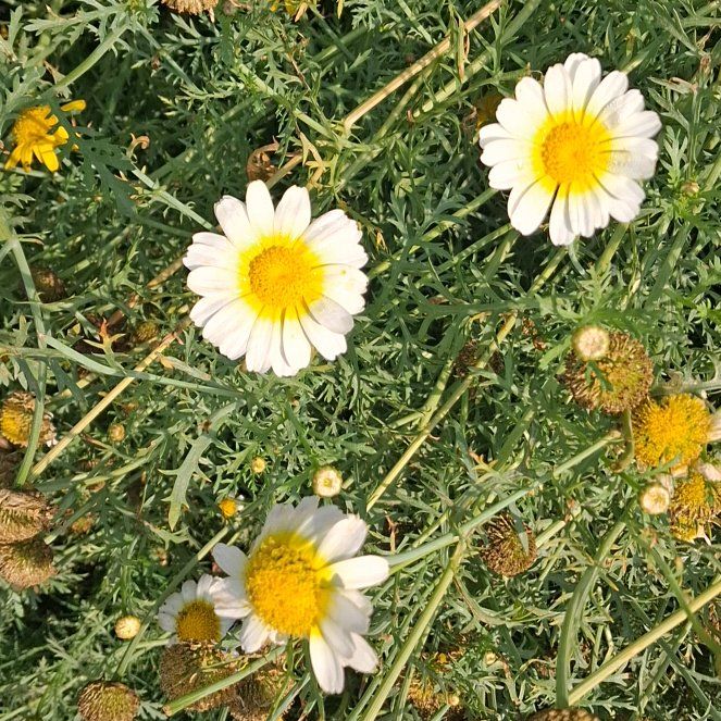 Photo of the plant species Crown Daisy by @FunBlueech5 named Xena on Greg, the plant care app