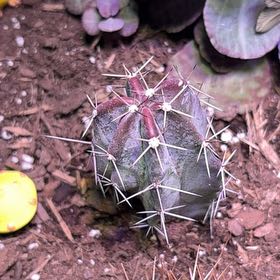 Photo of the plant species Eagle Claw by @ToughPunanova46 named Robert Plant on Greg, the plant care app