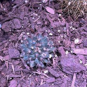Photo of the plant species Mammillaria Uncinata by @ToughPunanova46 named Gaga on Greg, the plant care app