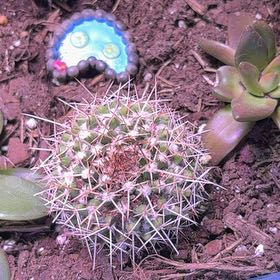 Photo of the plant species Mammillaria Uncinata by @ToughPunanova46 named Walt on Greg, the plant care app