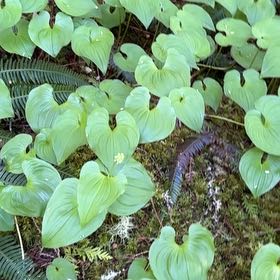 Photo of the plant species Snakeberry by Tamara named Maya on Greg, the plant care app