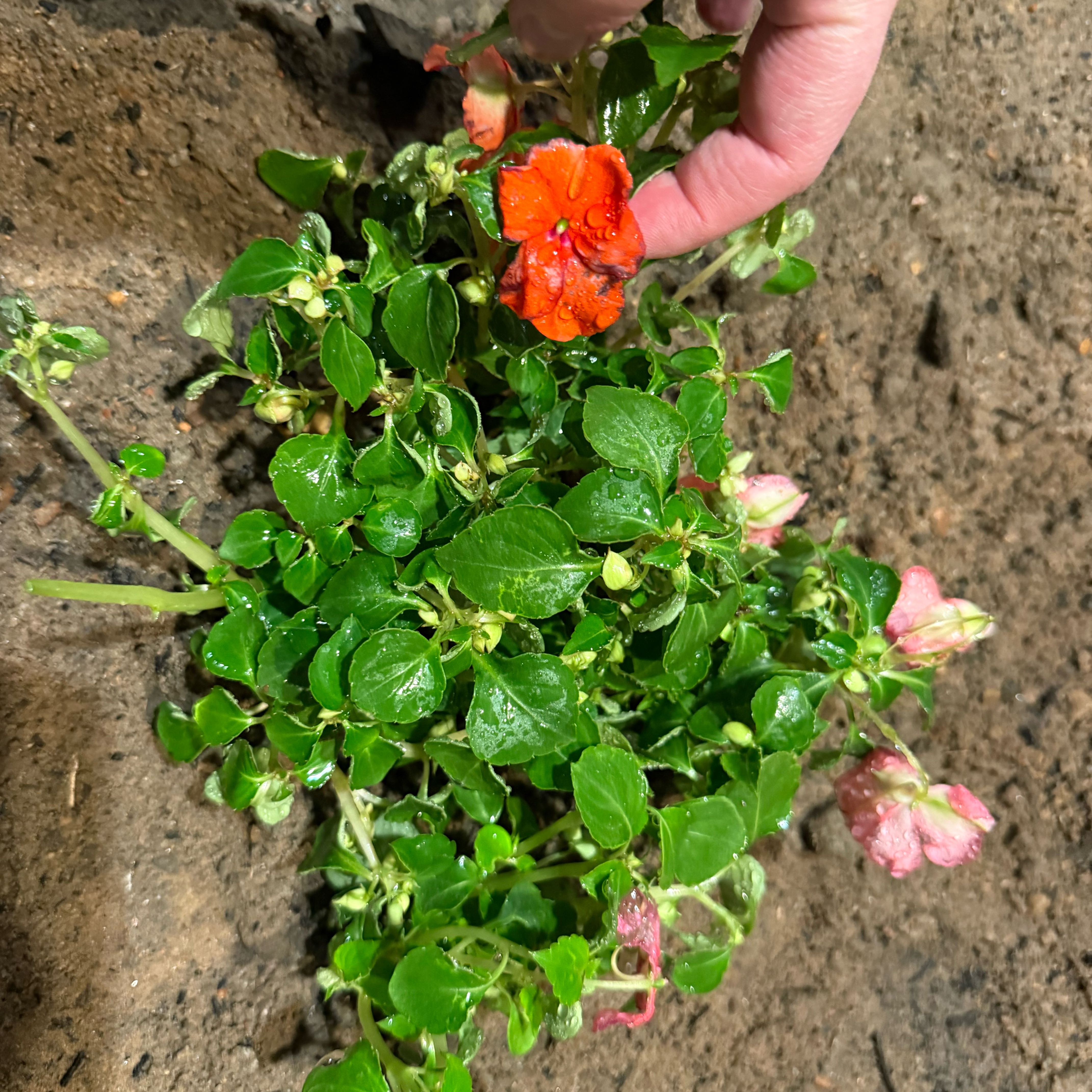 Photo of the plant species Impatiens by @SupremeAnahaw16 named Diana on Greg, the plant care app