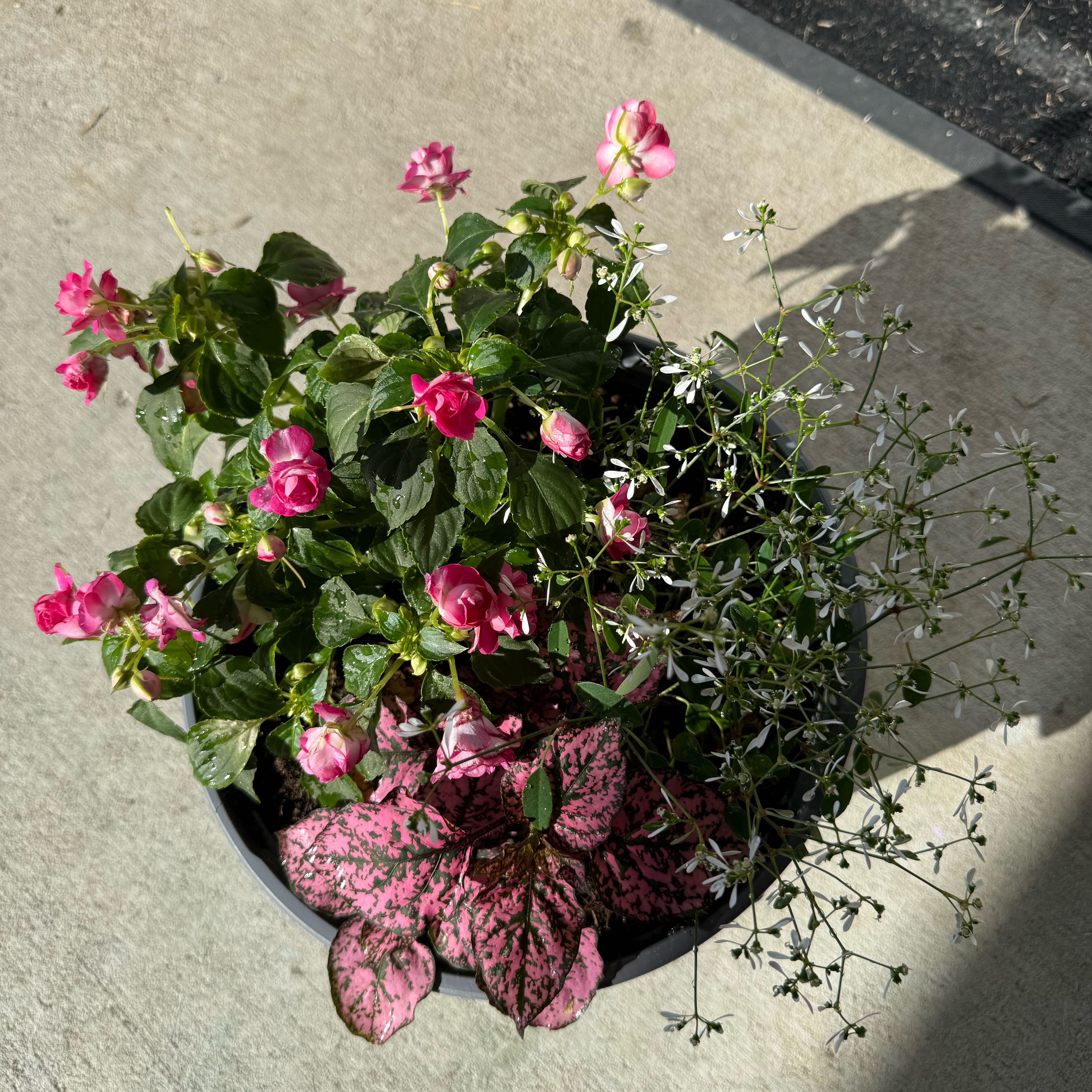 Photo of the plant species Diamond Frost by @SupremeAnahaw16 named Sherlock on Greg, the plant care app