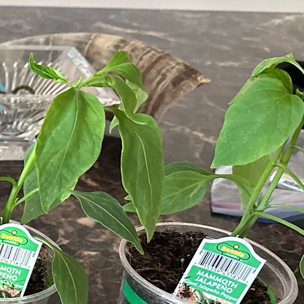 Photo of the plant species Giant Jalapeno Pepper by @PeachyHemlock94 named Gaga on Greg, the plant care app