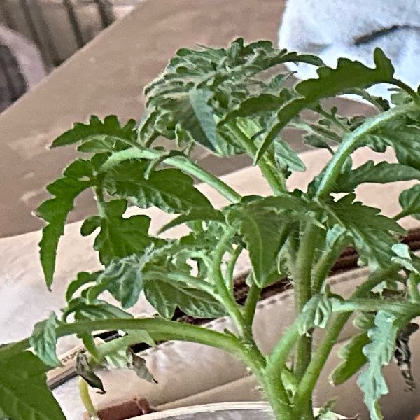 Photo of the plant species Celebrity Tomato by @PeachyHemlock94 named Messi on Greg, the plant care app