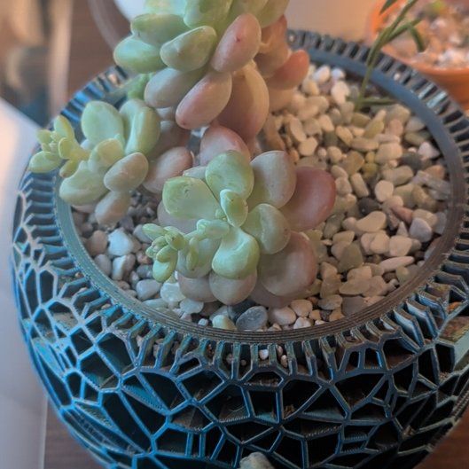 Photo of the plant species Graptosedum 'Miul' by @CasualGarlic1 named Sol on Greg, the plant care app
