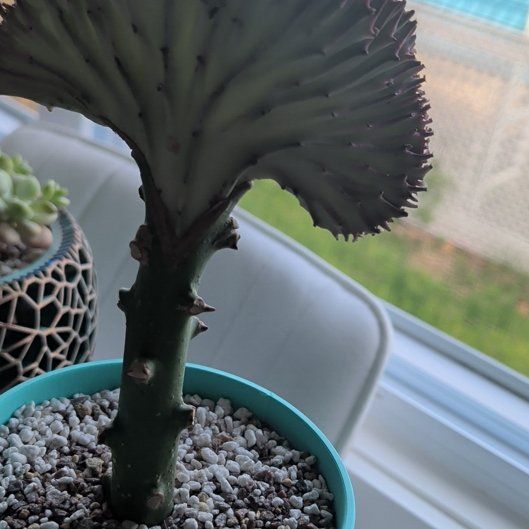 Photo of the plant species Crested Coral Euphorbia by @CasualGarlic1 named Foxxy on Greg, the plant care app