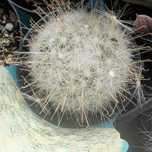 Photo of the plant species Mammillaria senilis by @CasualGarlic1 named Kobe on Greg, the plant care app