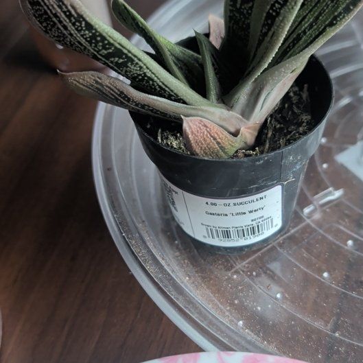 Photo of the plant species Gasteria 'Little Warty' by @CasualGarlic1 named Orlando Bloom on Greg, the plant care app