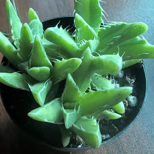 Photo of the plant species Varigated Tiger's Jaw by @CasualGarlic1 named da Vinci on Greg, the plant care app